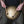 Golden Royal Tongue Drum 8 notes B Akebono